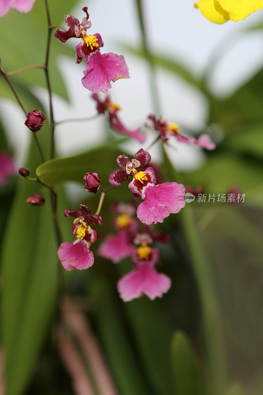 金蝶兰属植物/兰花